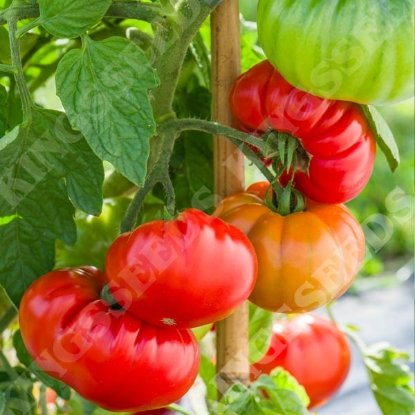 Picture of Tomato Tomande F1